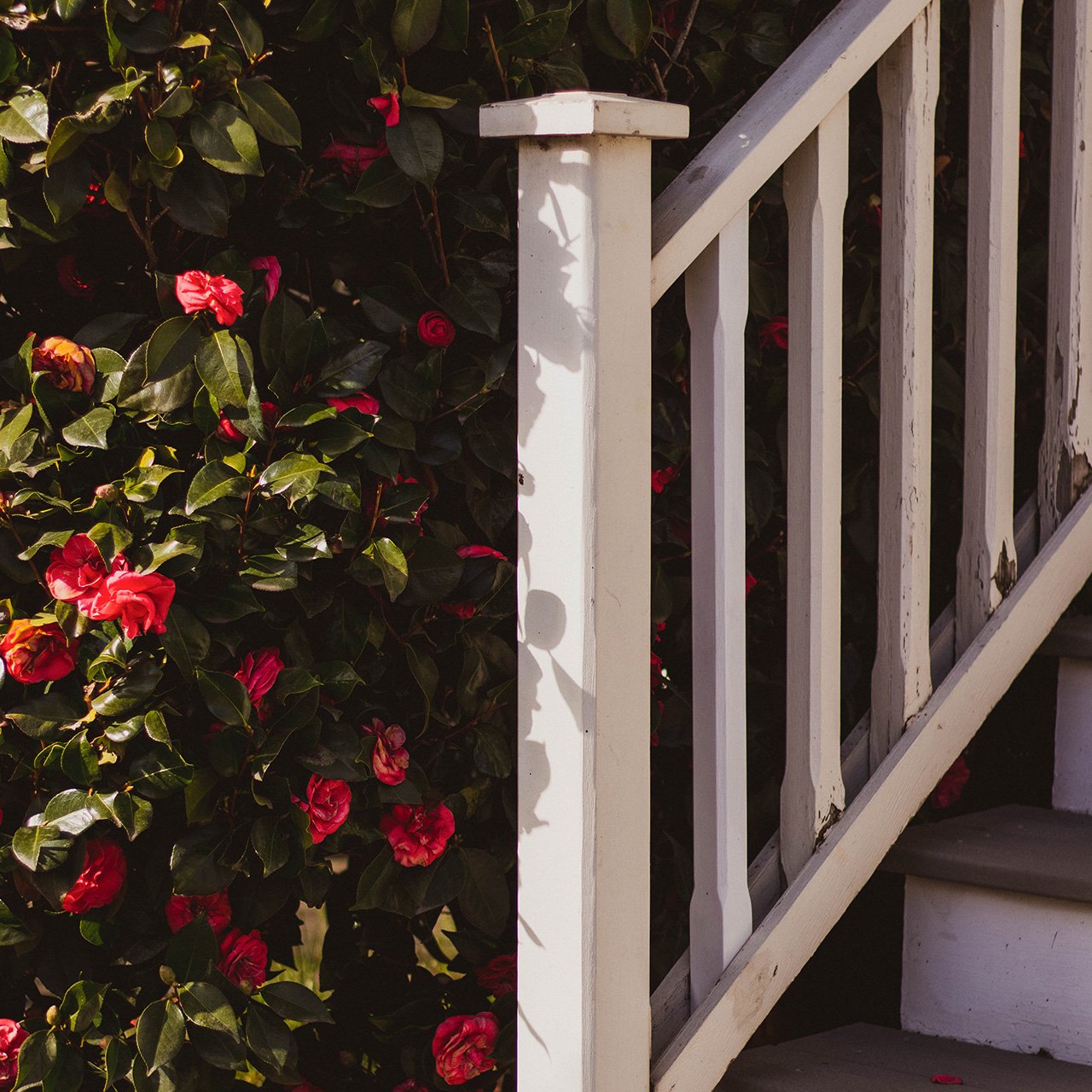 20MCHB_railing Stair railing and a bush of flowers